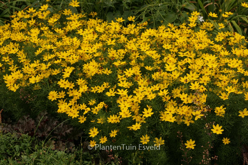 Coreopsis verticillata ‘Zagreb’