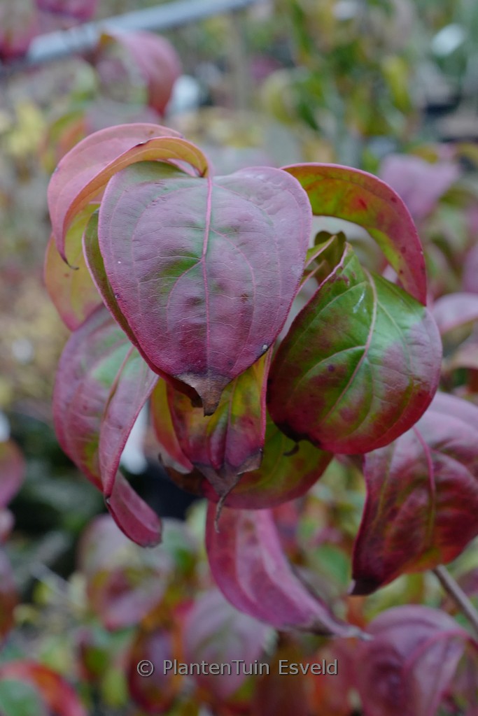 Cornus ‘Blooming Merry Tetra’