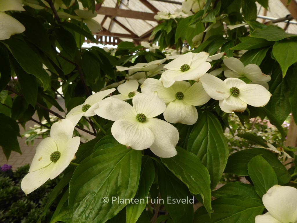Cornus ‘Rutcan’ (CONSTELLATION)