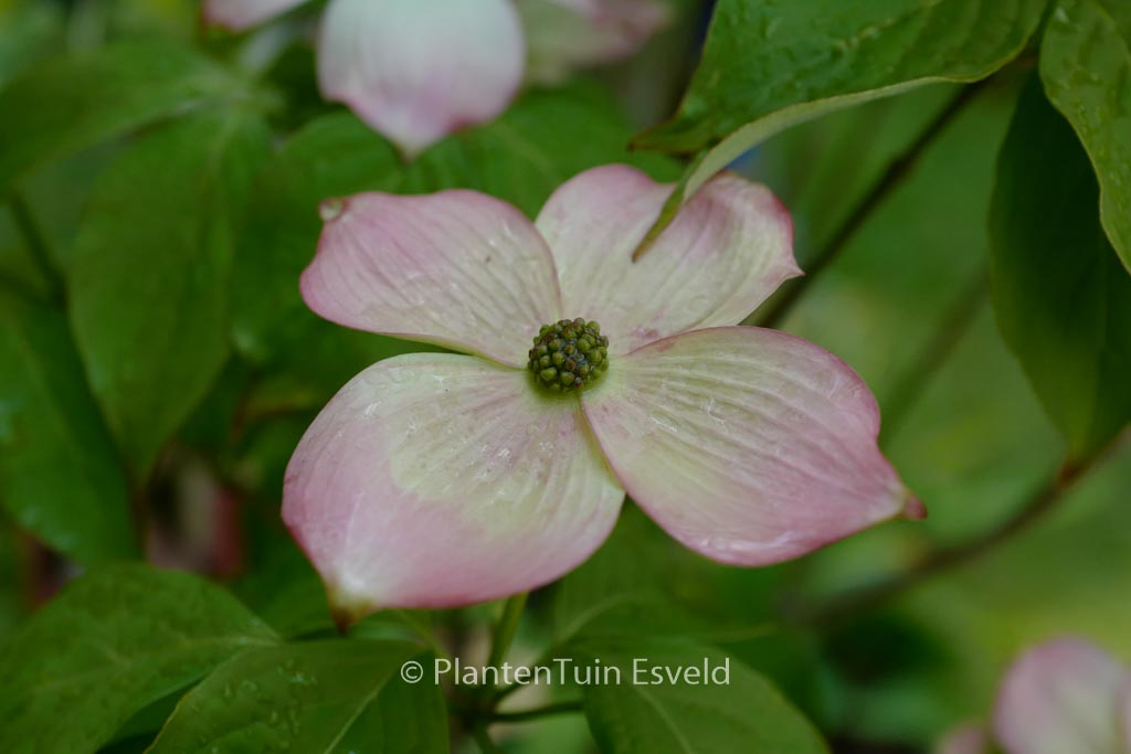 Cornus ‘Rutgan’ (STELLAR PINK)