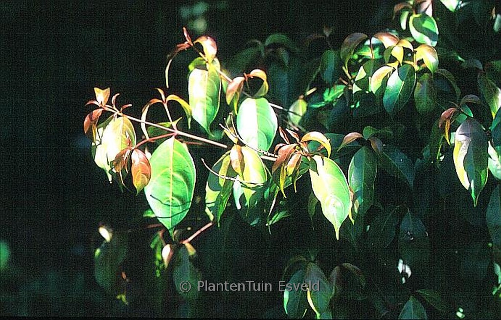 Cornus ‘Summer Passion’