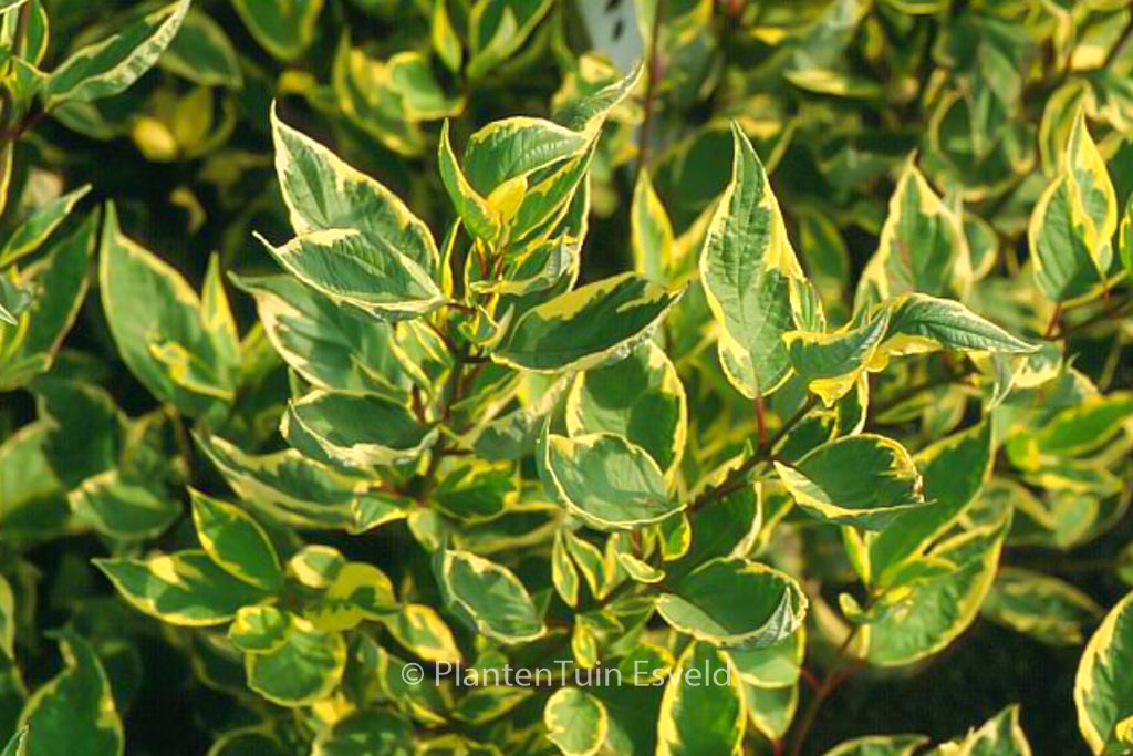 Cornus alba ‘Cream Cracker’