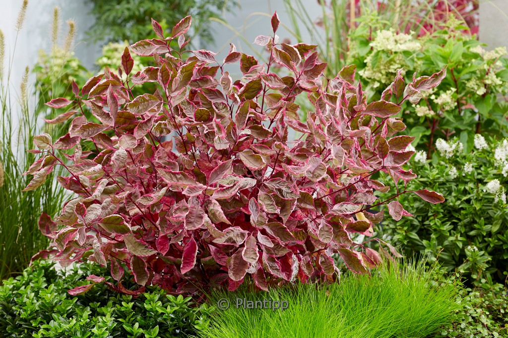 Cornus alba ‘Miracle’