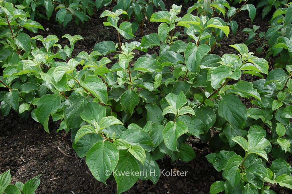 Cornus darvasica