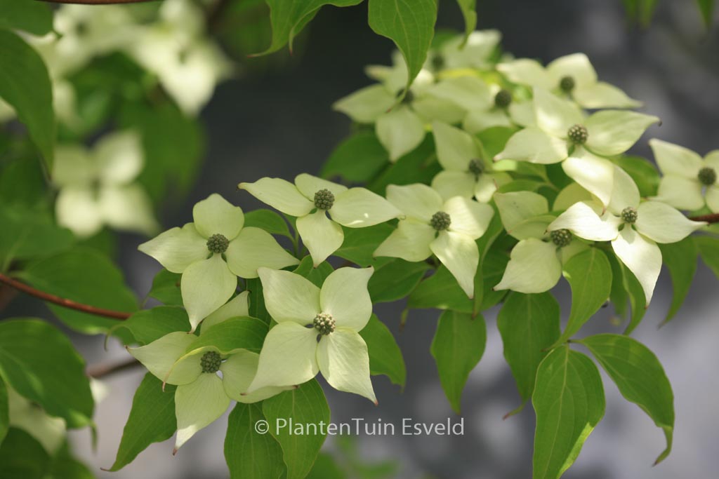 Cornus kousa ‘Big Apple’