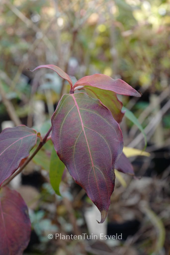 Cornus kousa ‘Flower Tower’