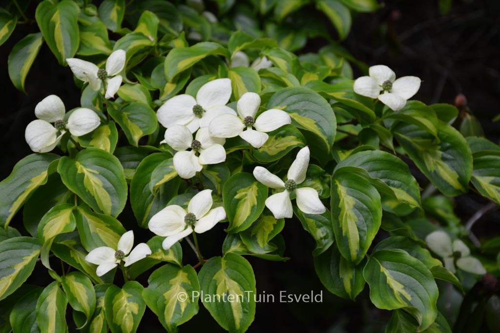 Cornus kousa ‘Gold Star’