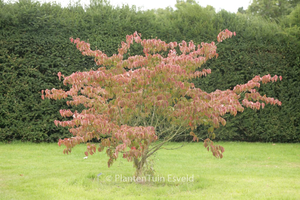 Cornus kousa ‘Hanros’ (RADIANT ROSE)