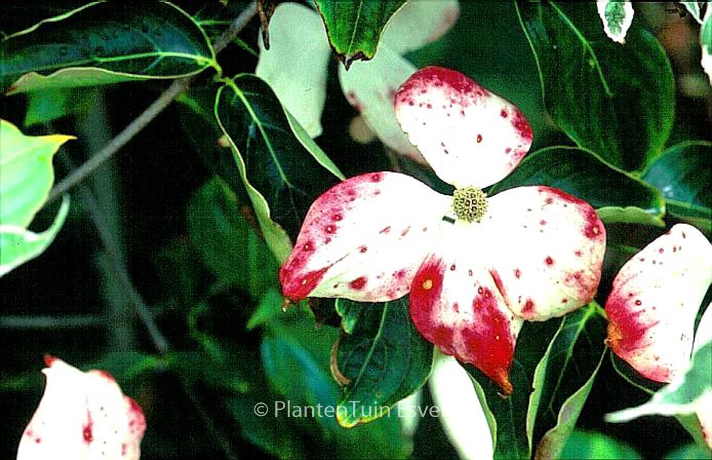 Cornus kousa ‘John Slocock’
