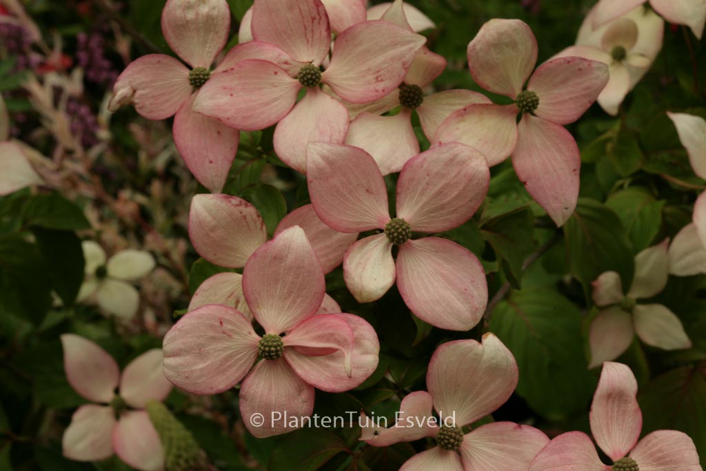 Cornus kousa ‘Kea Bruentjen’