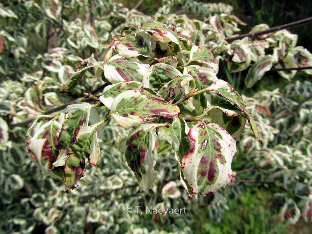 Cornus kousa ‘Melanie’
