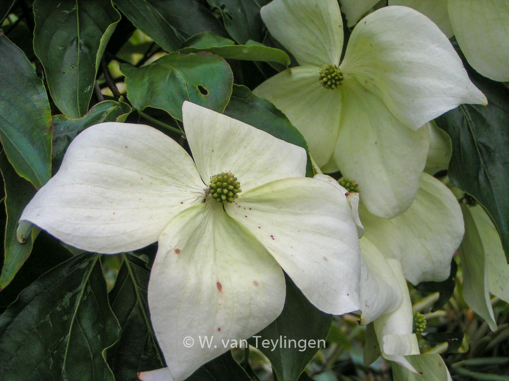 Cornus kousa ‘Moonbeam’