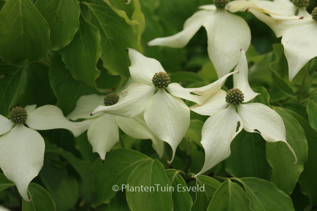 Cornus kousa ‘Nicole’