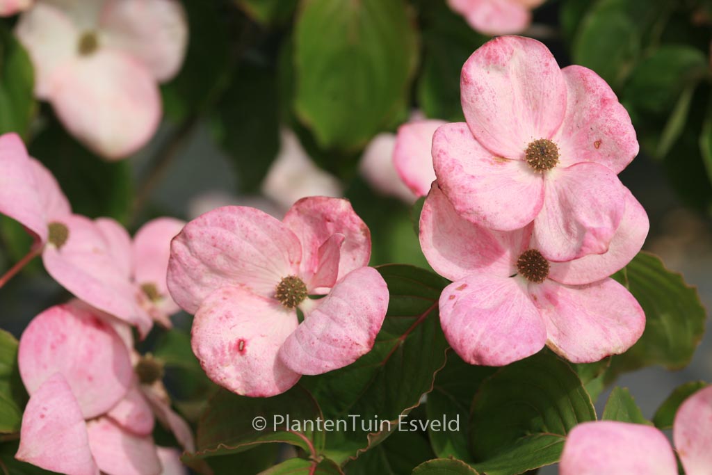 Cornus kousa ‘Schmred’ (HEART THROB)