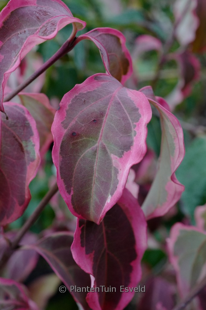 Cornus kousa ‘Shira yuki’