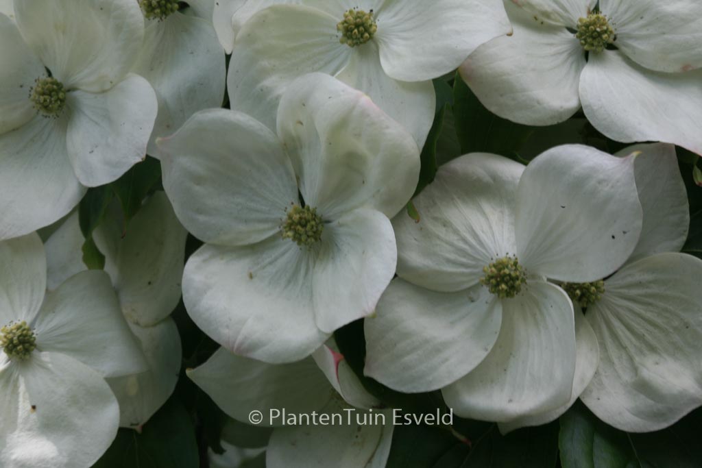 Cornus kousa ‘Teutonia’