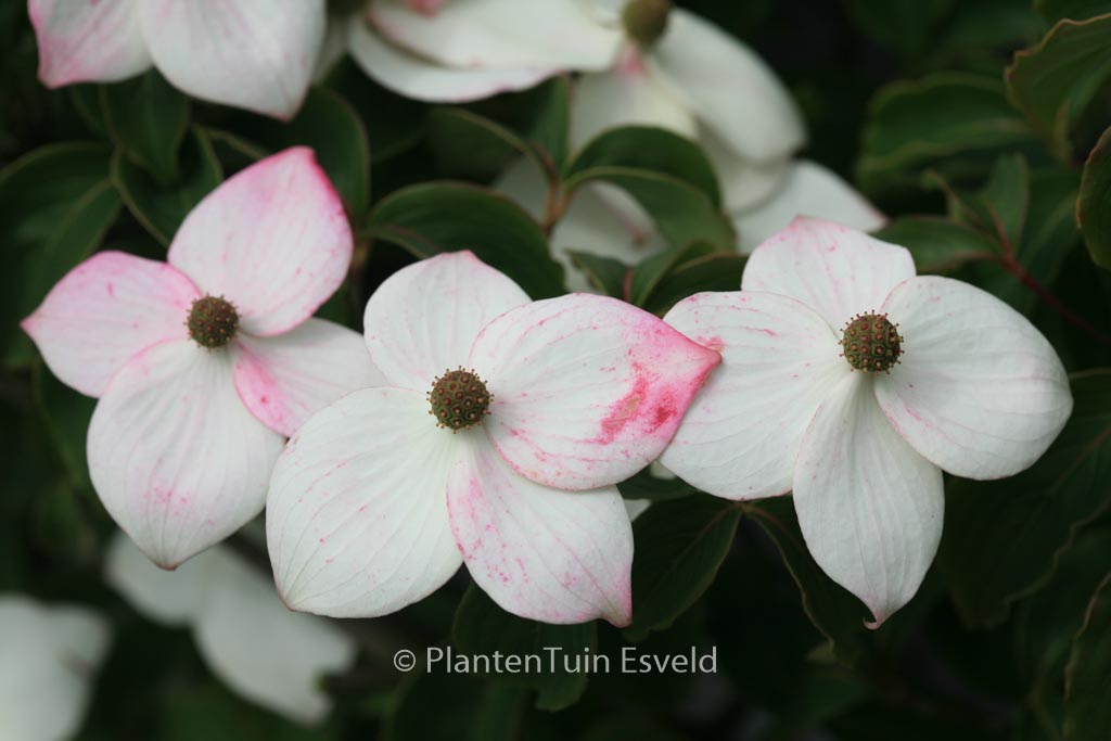 Cornus kousa ‘Wieting’s Select’