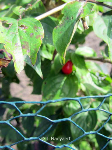Cornus mas ‘Flava’