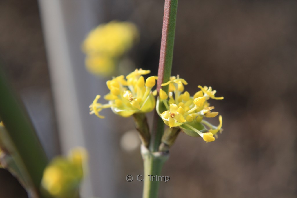 Cornus mas ‘Jolico’