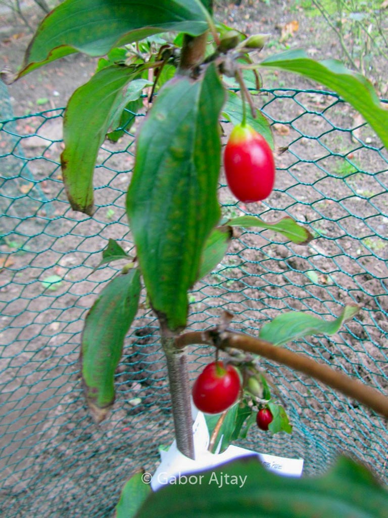 Cornus mas ‘Pioneer’