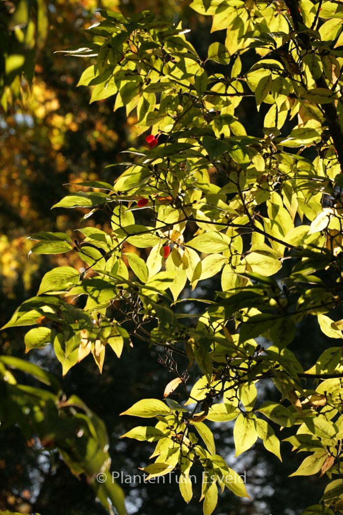 Cornus officinalis ‘Kintoki’