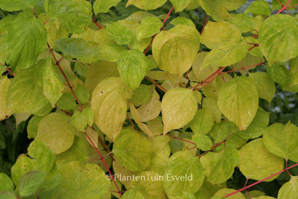 Cornus sanguinea ‘Magic Flame’