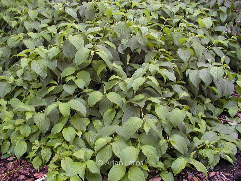 Cornus sericea ‘Kelseyi’