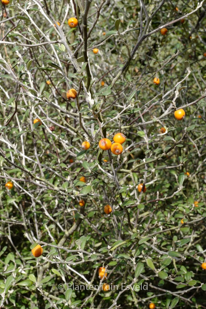 Corokia virgata