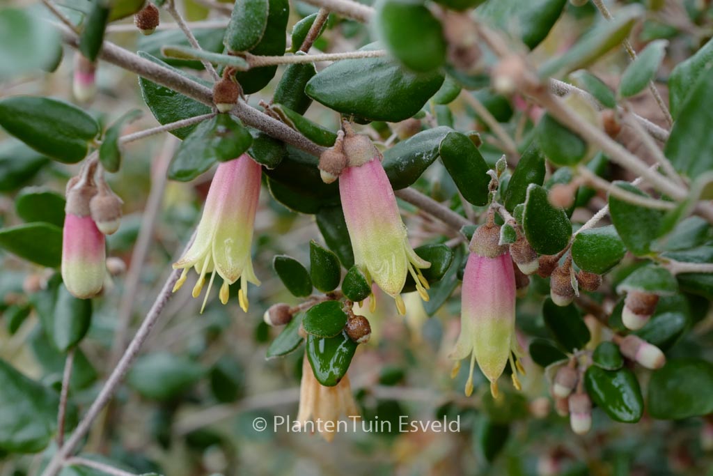 Correa ‘Marian’s Marvel’