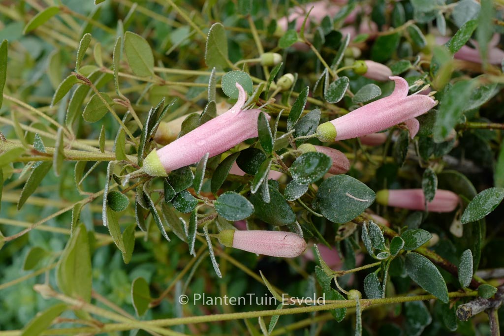 Correa pulchella