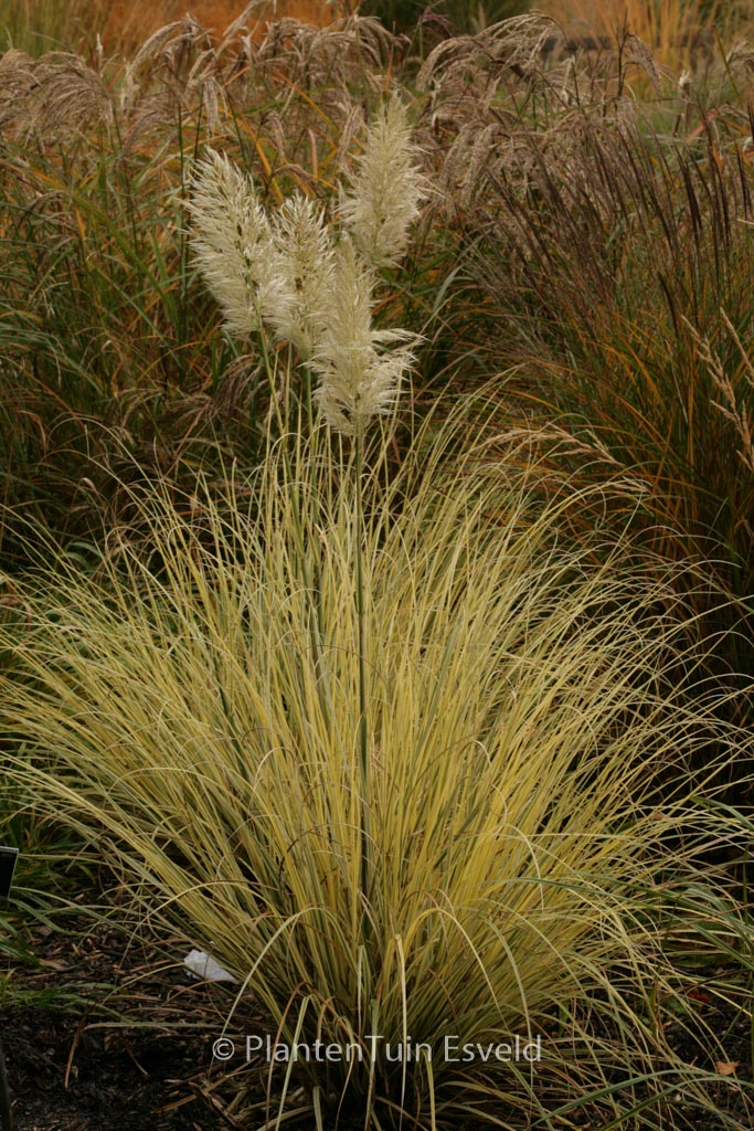 Cortaderia selloana ‘Splendid Star’