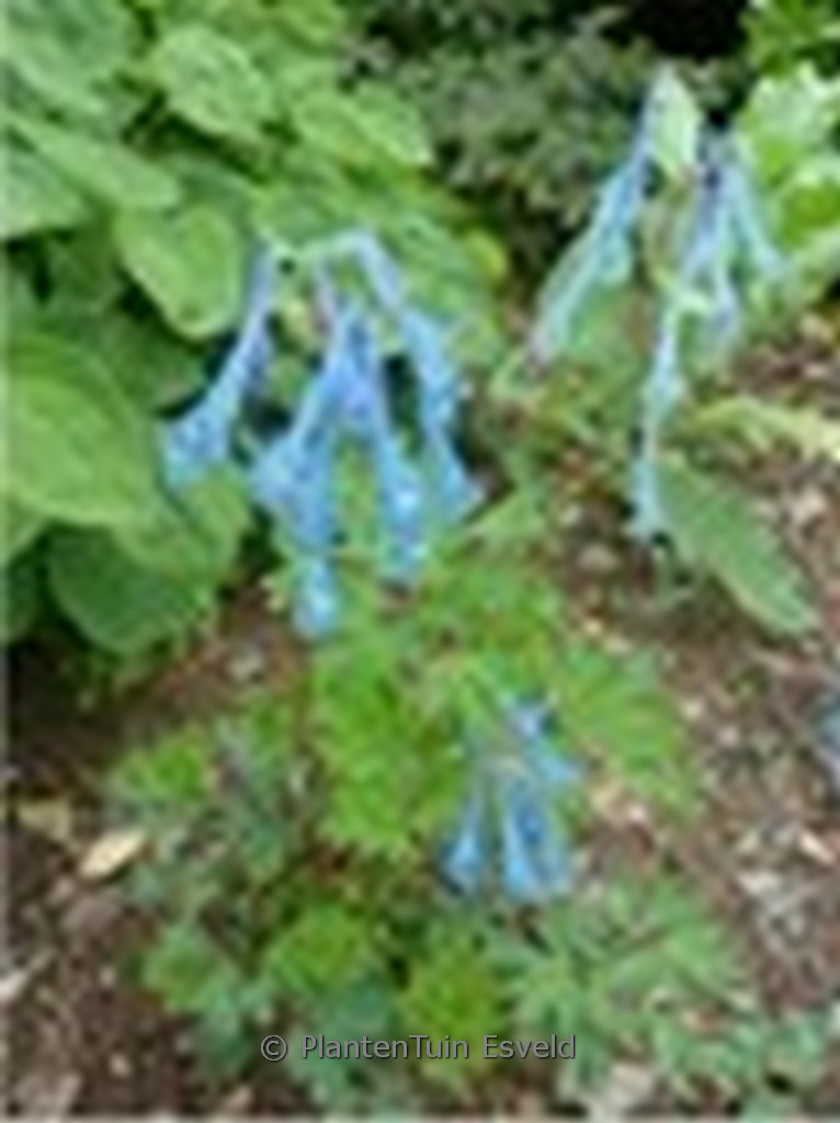 Corydalis elata x flexuosa ‘Tory M.P.’