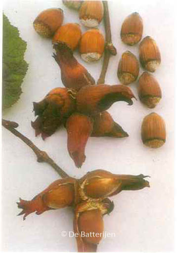 Corylus ‘Roodpit Lambertsnoot’