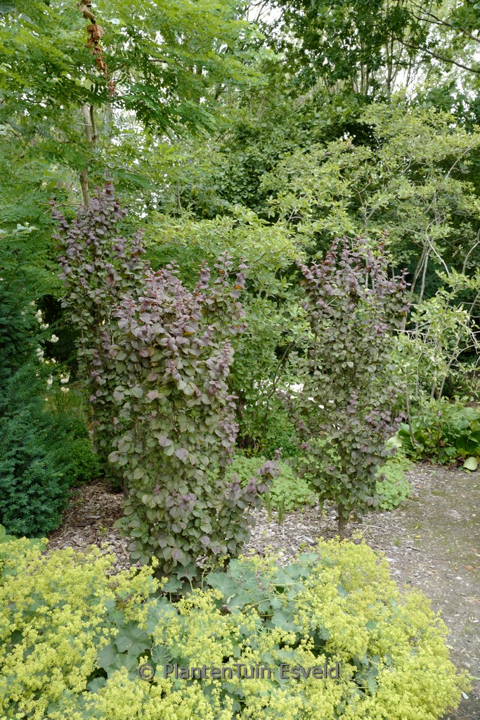 Corylus avellana ‘Anny’s Compact Red’
