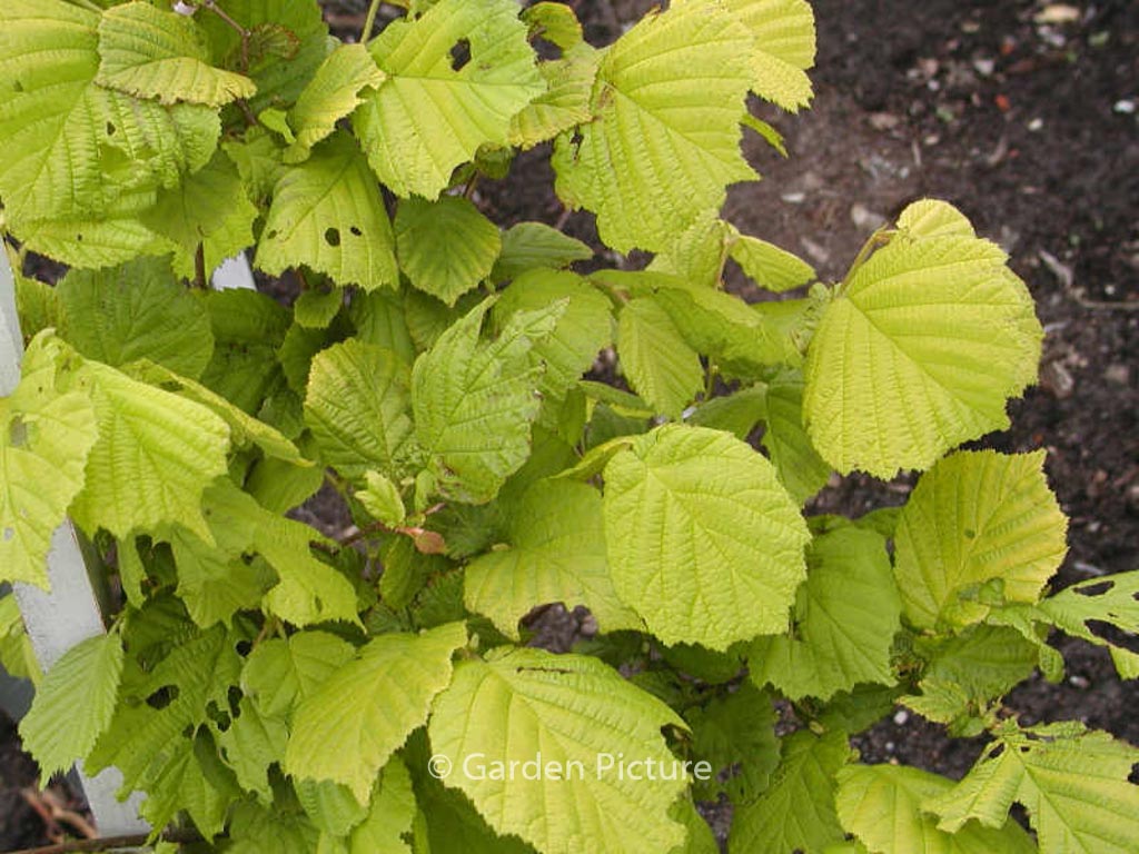 Corylus avellana ‘Aurea’