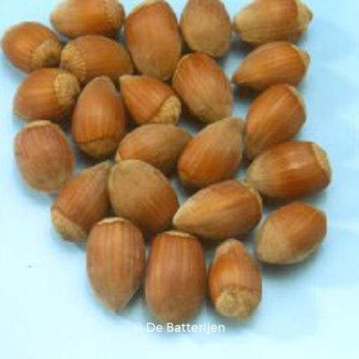 Corylus avellana ‘Cosford’