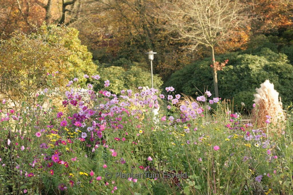 Cosmos bipinnatus
