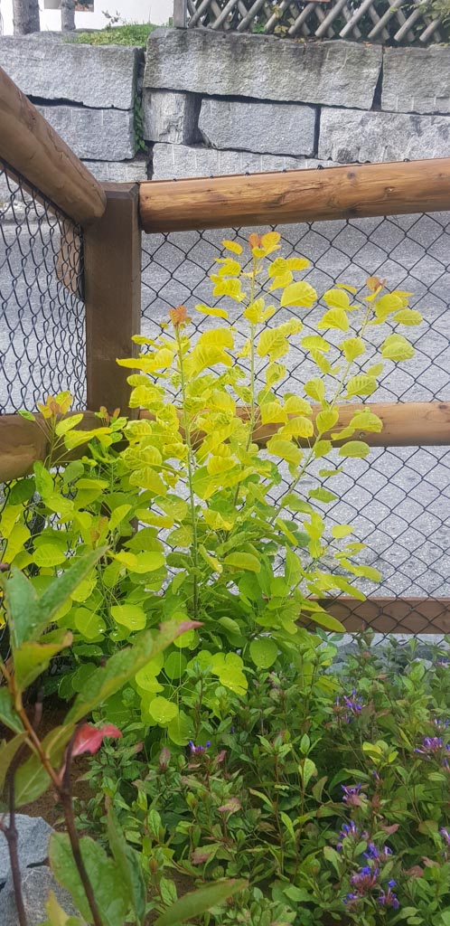 Cotinus coggygria ‘Mincojau3’ (GOLDEN LADY)
