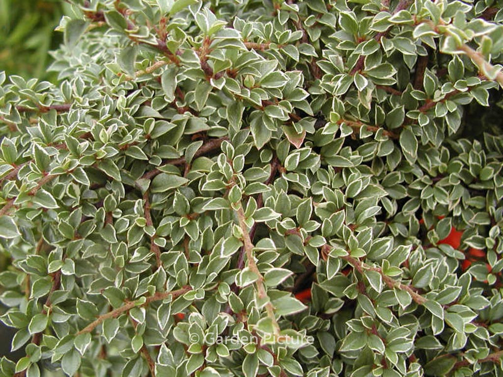 Cotoneaster atropurpureus ‘Variegatus’
