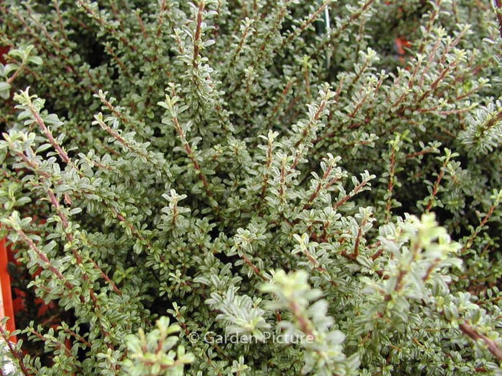 Cotoneaster microphyllus thymifolius