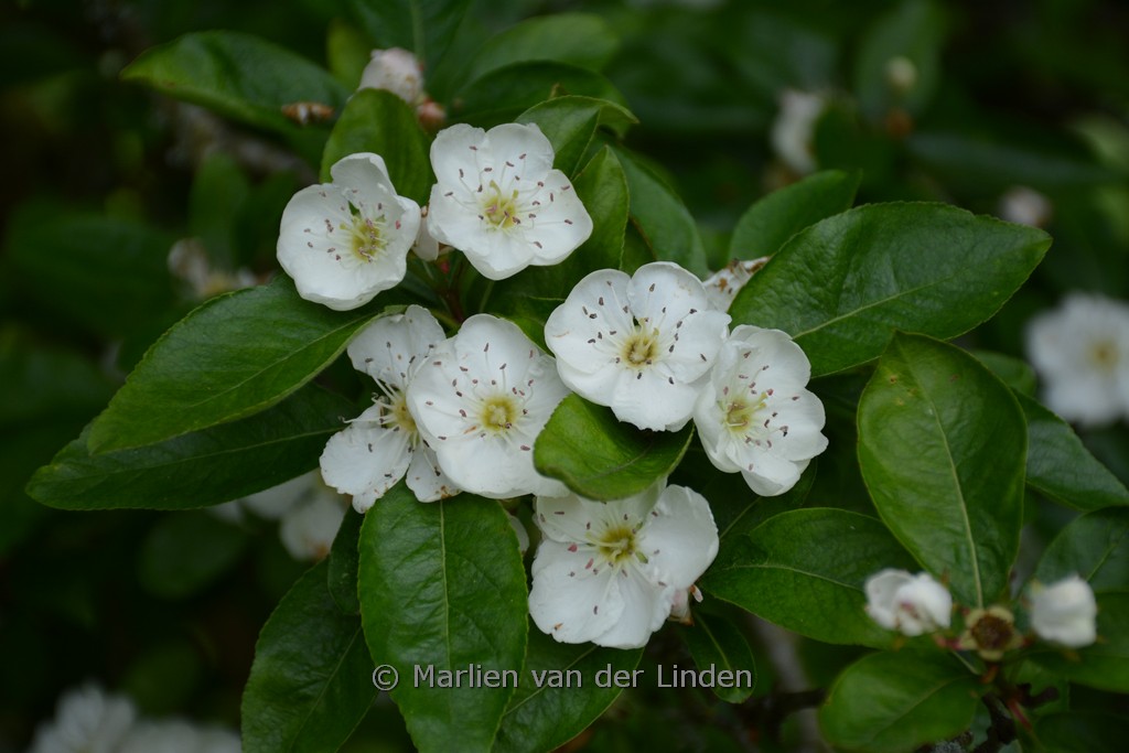 Crataegomespilus grandiflora