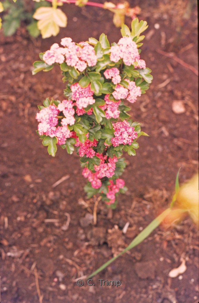 Crataegus media ‘Paul’s Scarlet’