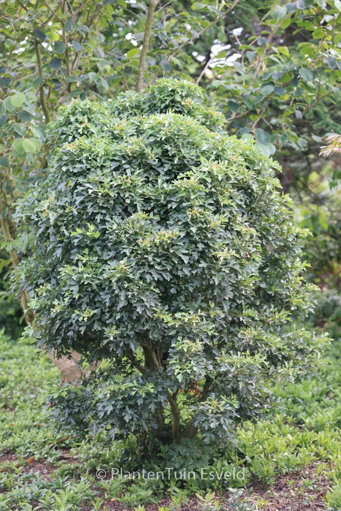 Crataegus monogyna ‘Compacta’