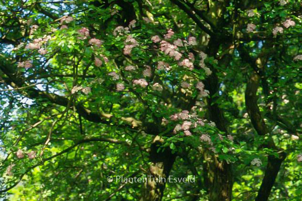 Crataegus monogyna ‘Rosea’