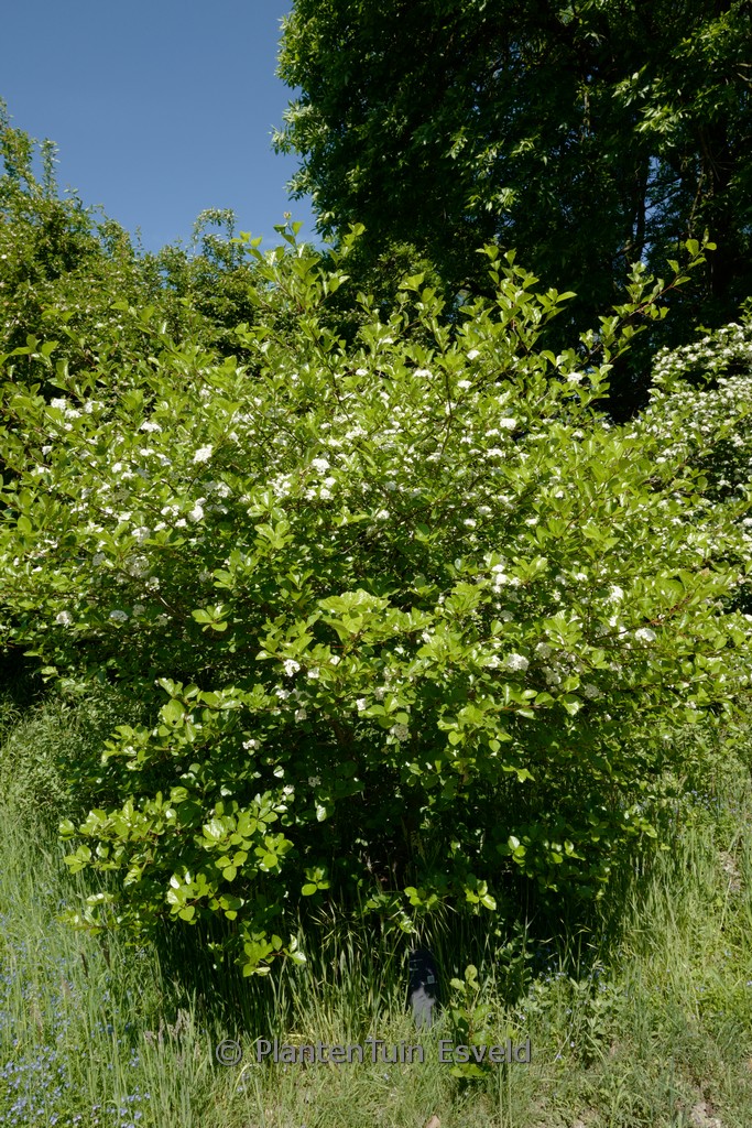 Crataegus tanacetifolia