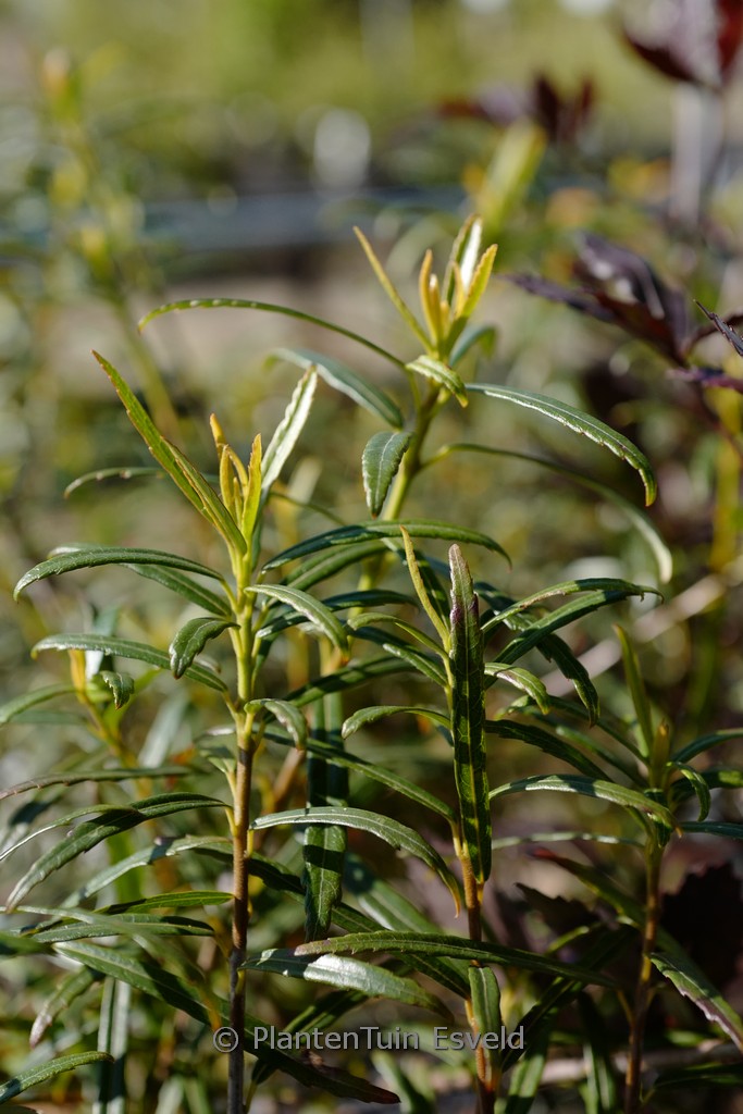 Crinodendron hookerianum ‘Ashmount’