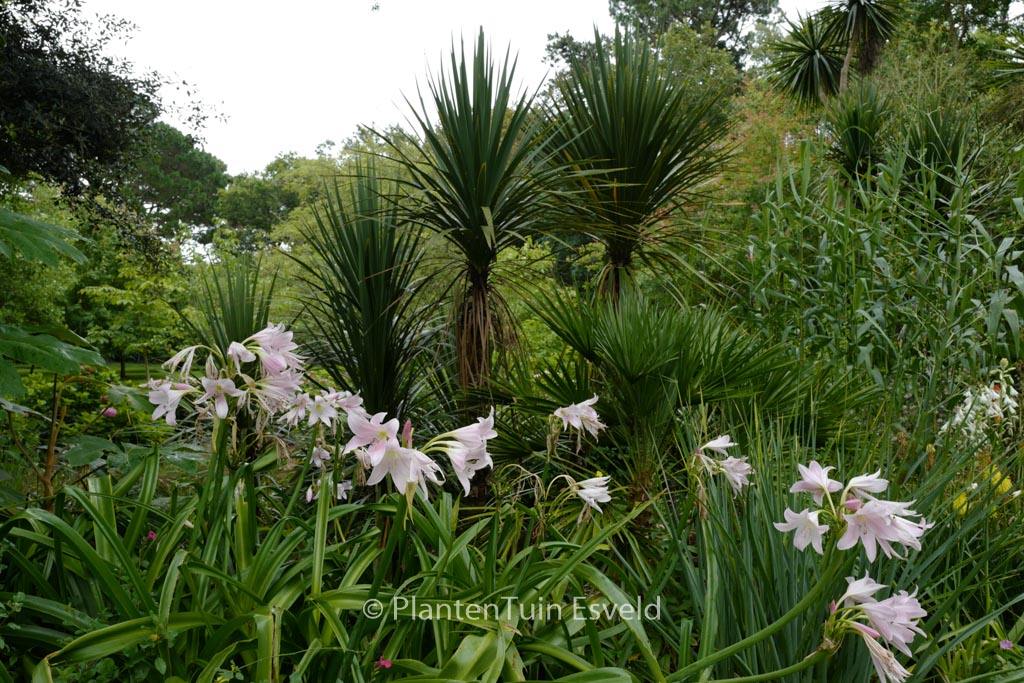 Crinum powellii