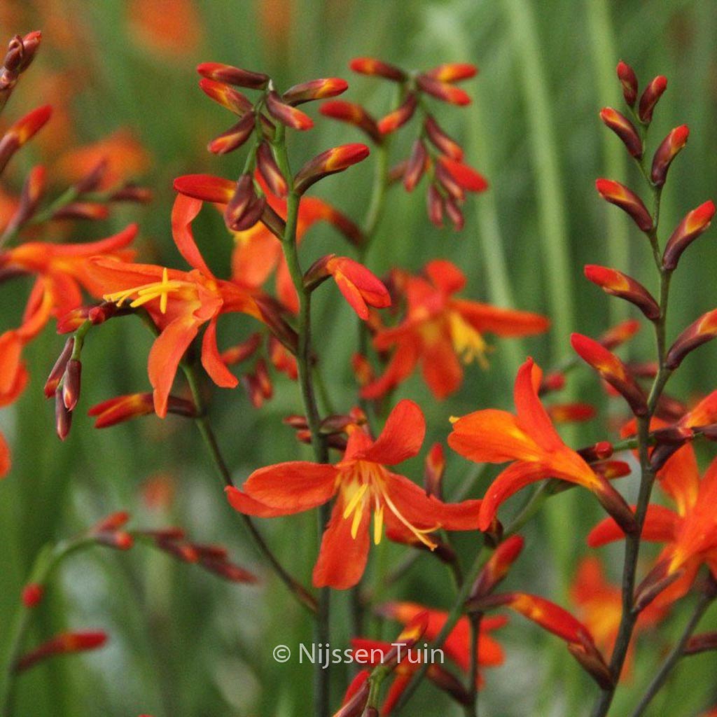 Crocosmia ‘Carmine Brilliant’