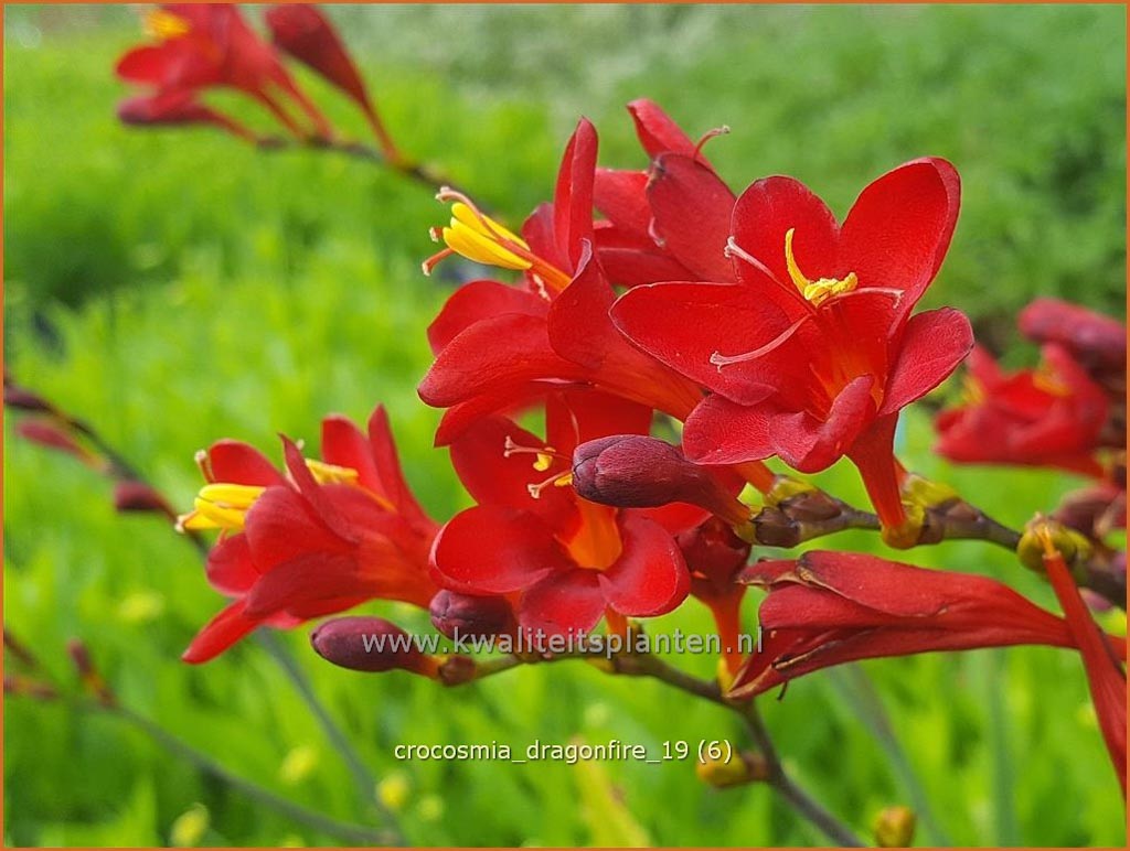 Crocosmia ‘Dragonfire’