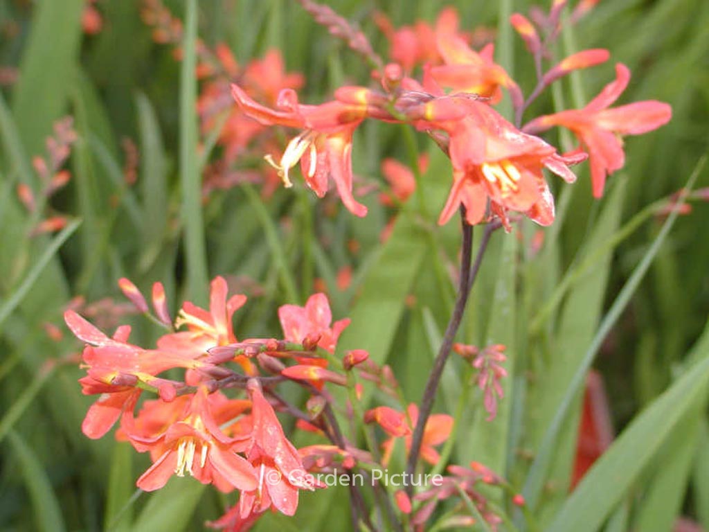 Crocosmia ‘Emily McKenzie’